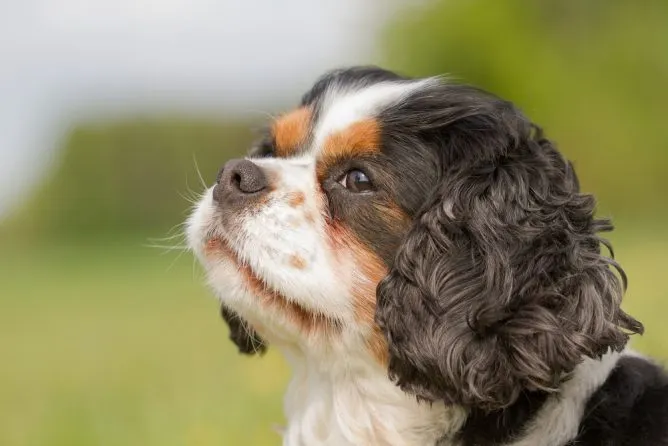King Charles Yorkie